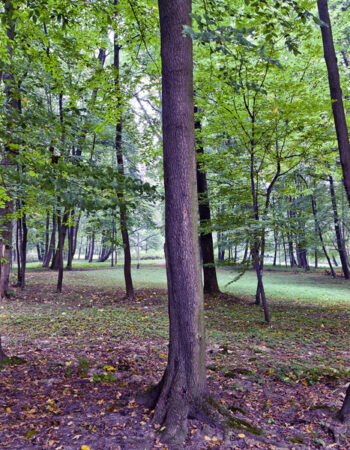 Park Miejski w Krzeszowicach