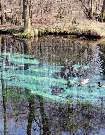 Rezerwat Niebieskie Źródła