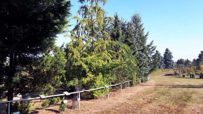 Myślęcinek Leśny Park Kultury i Wypoczynku