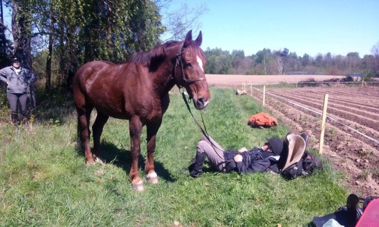 Chata Baryła Restauracja Noclegi Jazda konna.