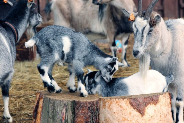 Ogród Zoologiczny w Bydgoszczy