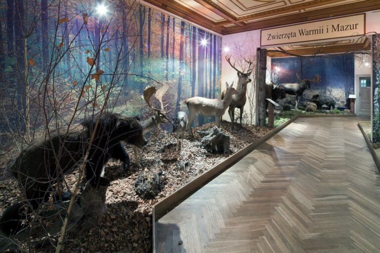 Muzeum Przyrody – Oddział Muzeum Warmii i Mazur