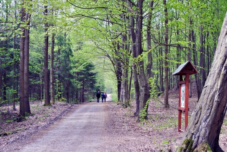 Zielony Las w Żarach