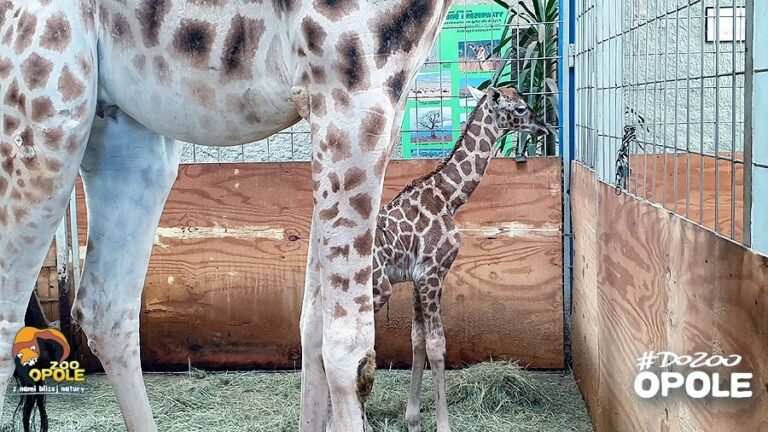 Zoo w Opolu