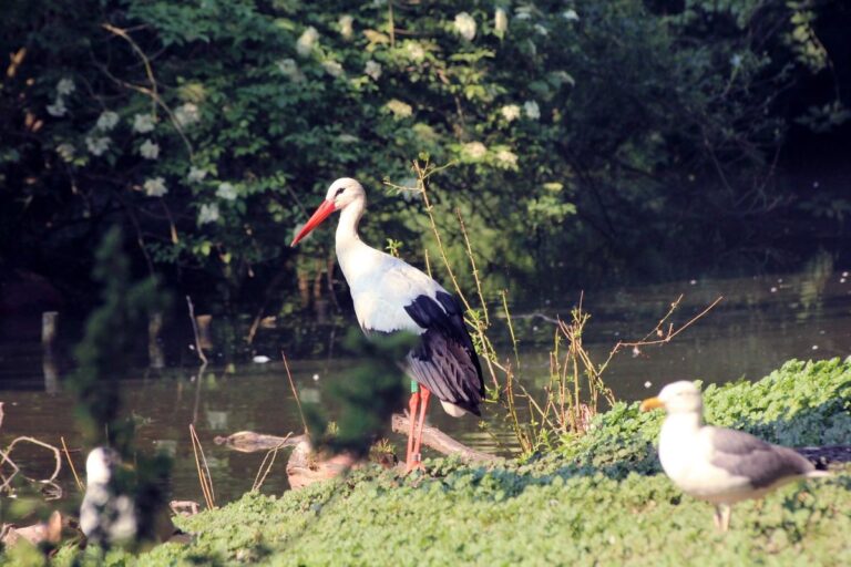 Ogród Zoologiczny w Bydgoszczy