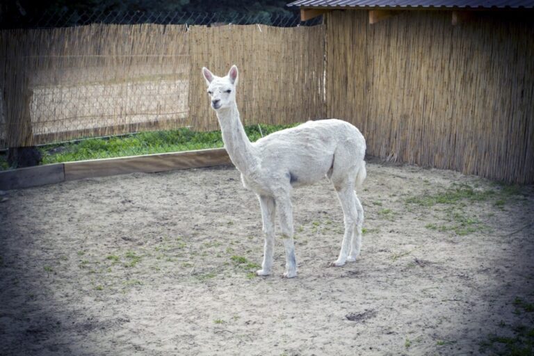 Kompleks Rekreacyjny Sielsko Na Wygodzie