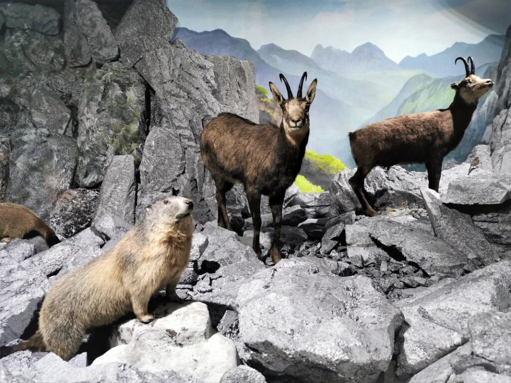 Muzeum Przyrodnicze ISEZ PAN