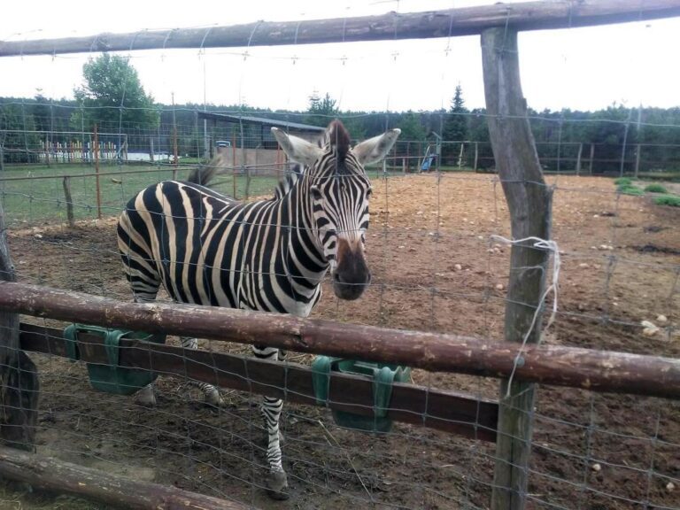 Zoo – Port 2000