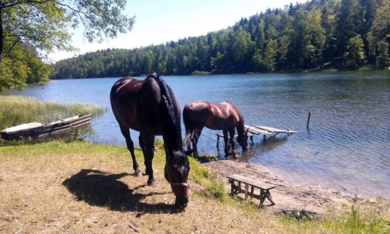 Chata Baryła Restauracja Noclegi Jazda konna.