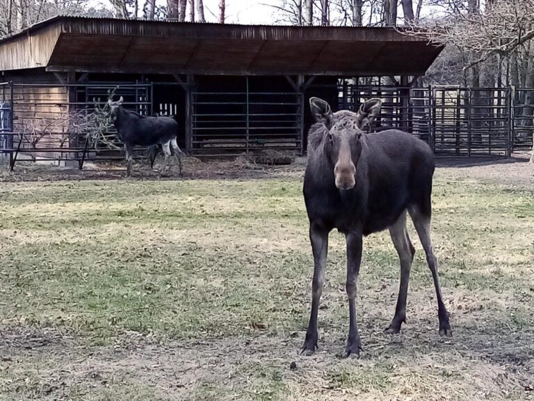 Ogród Zoologiczny w Bydgoszczy
