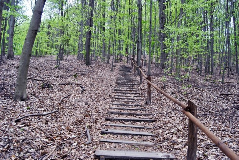 Zielony Las w Żarach