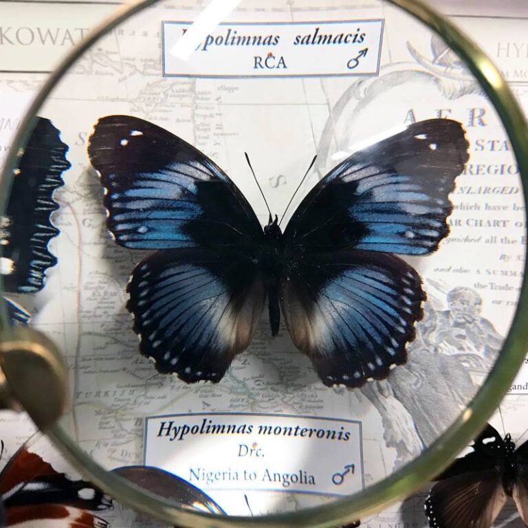 Muzeum Motyli Arthropoda