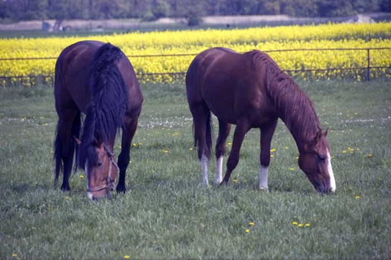 Stadnina Koni Moszna