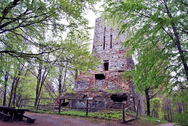 Zielony Las w Żarach