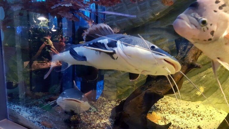 Oceanarium w Kołobrzegu