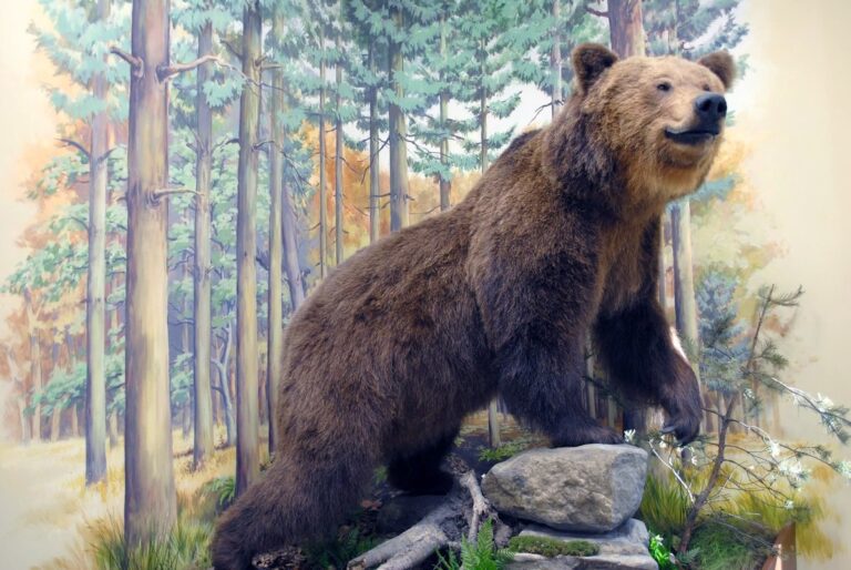 Muzeum Przyrodnicze w Ciężkowicach