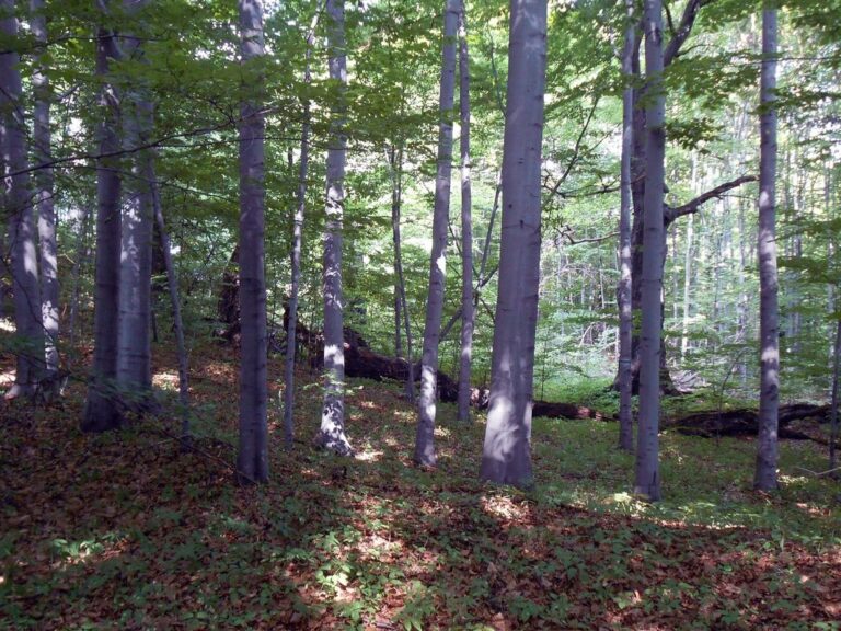 Rezerwat Przyrody Ostra Góra na Jurze