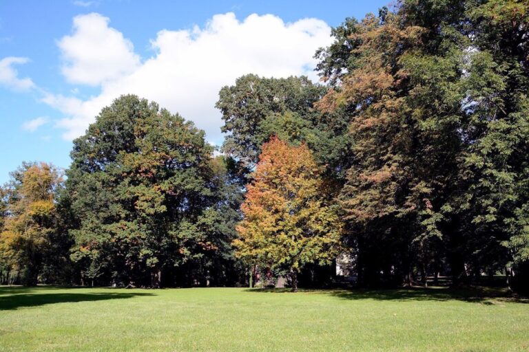Park miejski w Strzelcach Opolskich