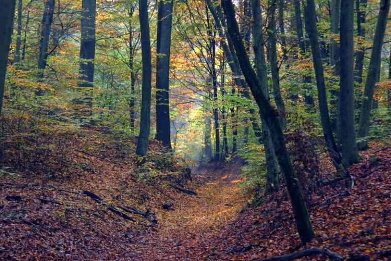 Rezerwat przyrody Jezioro Łubówko