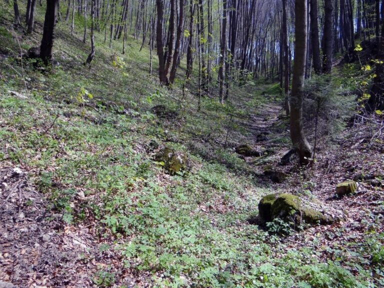Rezerwat przyrody Dolina Eliaszówki