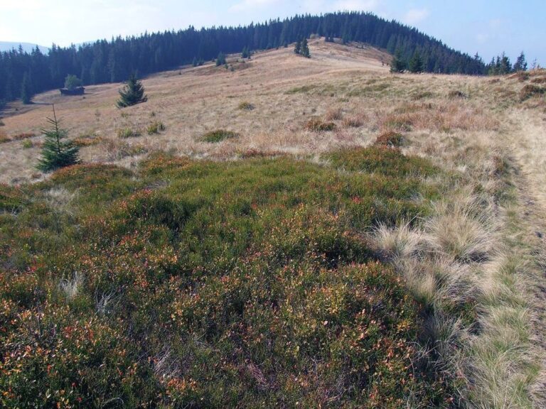 Kudłoń (1274 m n.p.m.)