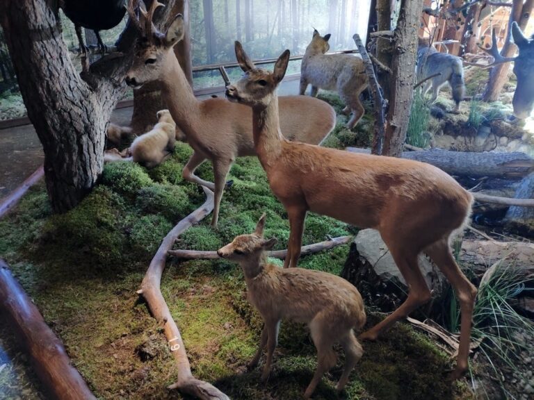 Silvarium – Ogród Leśny