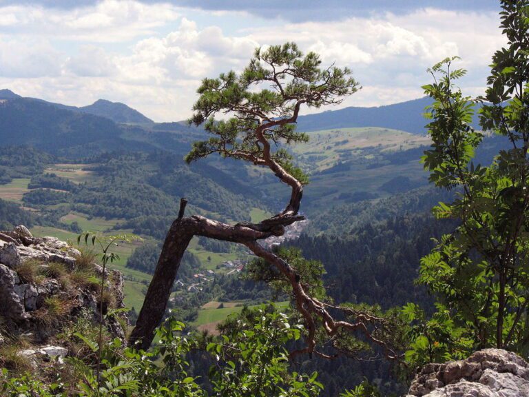 Sokolica (747 m n.p.m.)