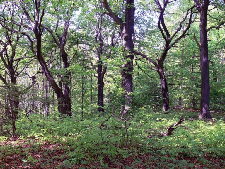 Rezerwat Przyrody Ostra Góra na Jurze