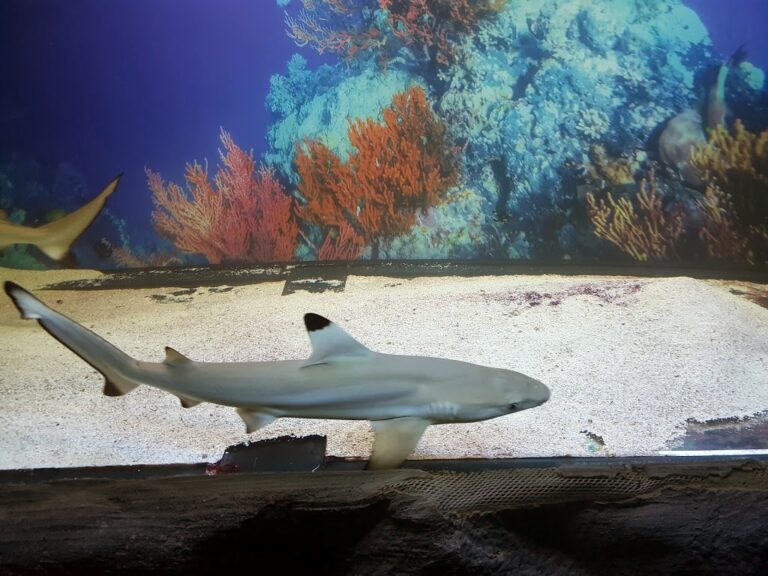 Oceanarium Pobierowo