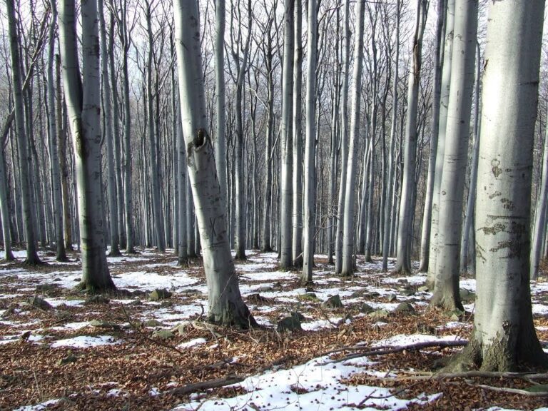 Kostrza (730 m n.p.m.)