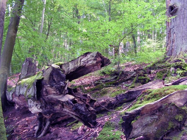 Rezerwat przyrody Jezioro Łubówko