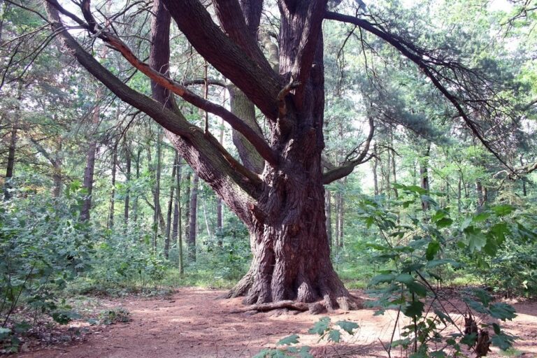Zabytkowy Park w Pokoju