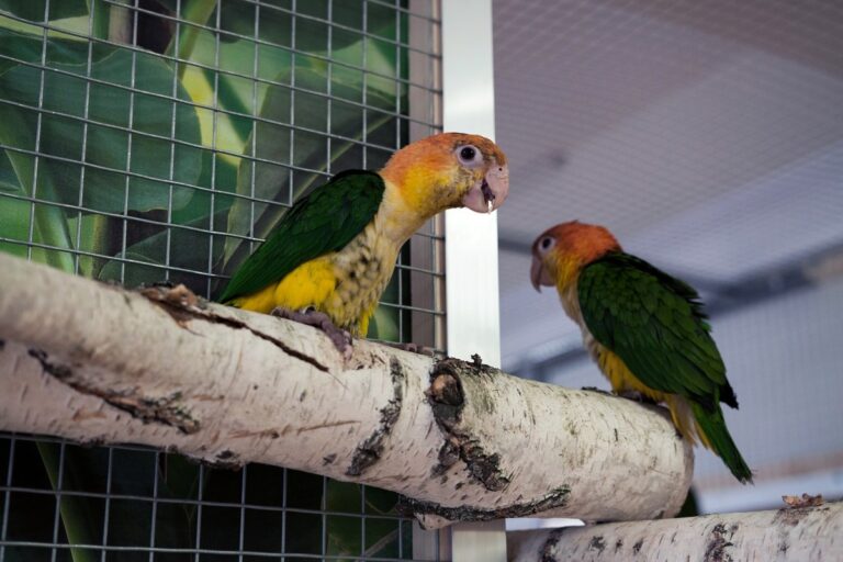 Papugarnia w Białymstoku