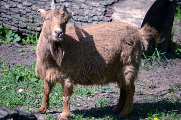 Akcent ZOO w Białymstoku