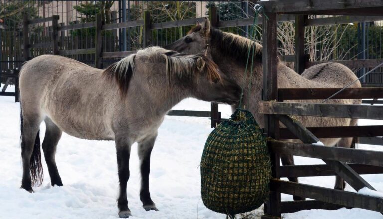 Akcent ZOO w Białymstoku