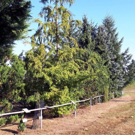 Myślęcinek Leśny Park Kultury i Wypoczynku