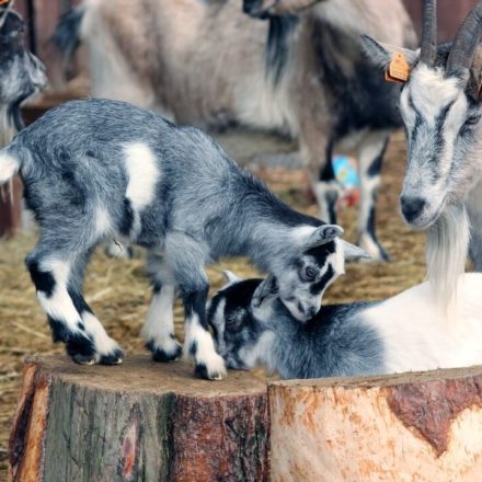Ogród Zoologiczny w Bydgoszczy