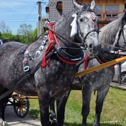 Kuligi w Murzasichlu