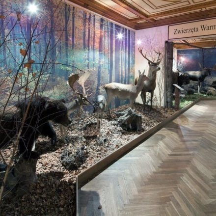 Muzeum Przyrody – Oddział Muzeum Warmii i Mazur