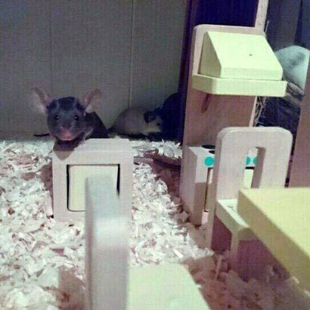 Miasto Myszy w Kołobrzegu