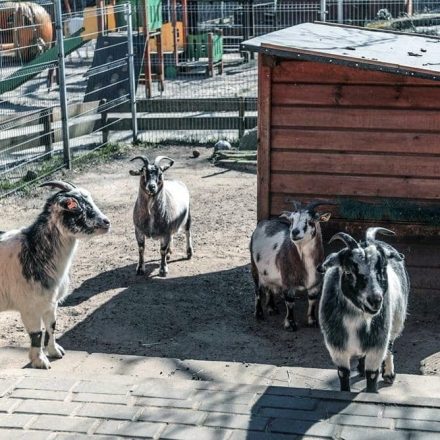 Ogród Botaniczny i Mini ZOO