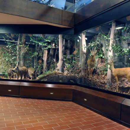 Muzeum Ojcowskiego Parku Narodowego