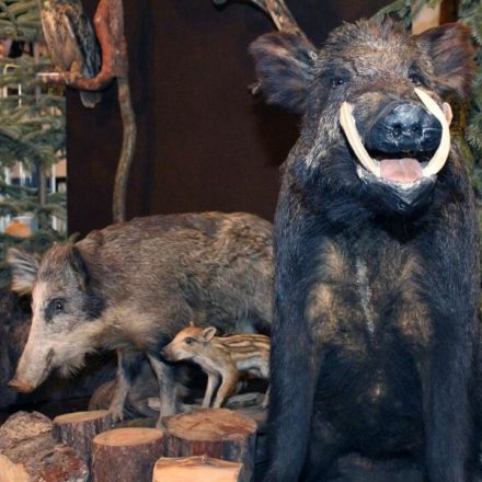 Muzeum Puszczy Drawskiej i Noteckiej im. Franciszka Grasia