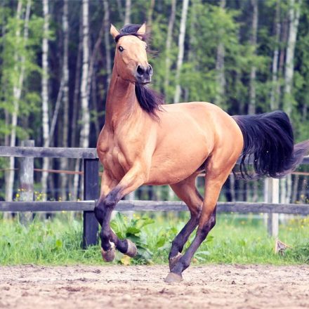 Ośrodek Jeździecki Furioso