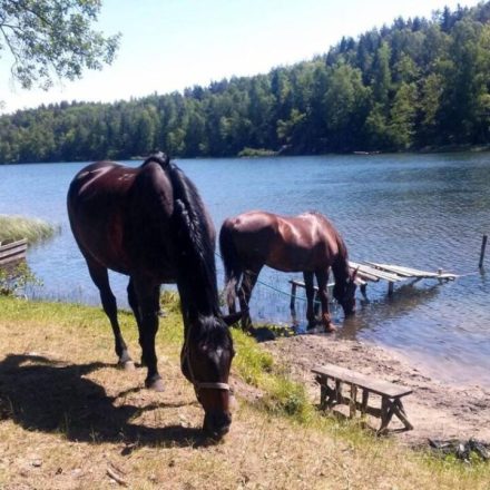 Chata Baryła Restauracja Noclegi Jazda konna.