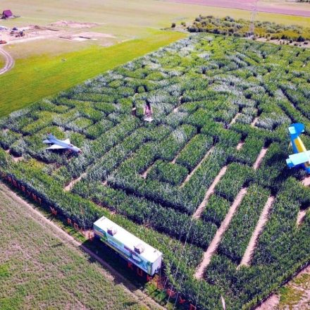 Labirynt w polu kukurydzy