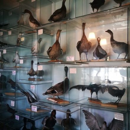 Muzeum Przyrodniczo-Łowieckie „Łuczakówka”