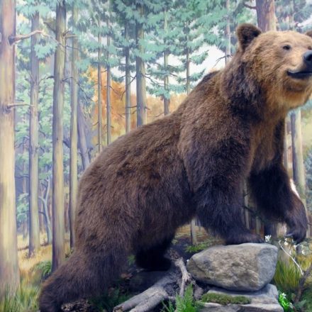 Muzeum Przyrodnicze w Ciężkowicach