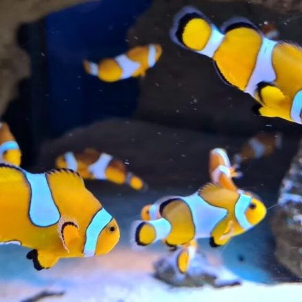 Oceanarium w Kołobrzegu