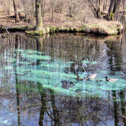 Rezerwat Niebieskie Źródła